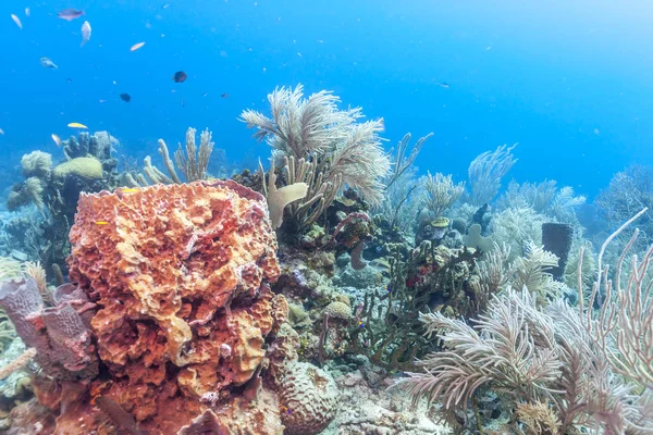 Korallrev Carbiiean Havet — Stockfoto