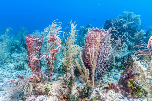 Carbiiean Tengeri Korall Zátony — Stock Fotó
