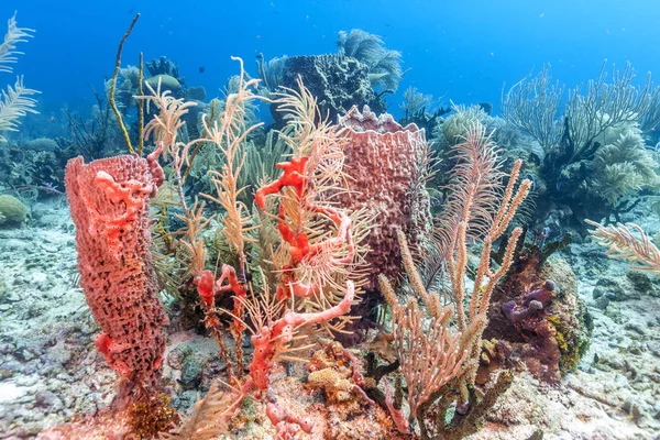 Korallenriff Karbiischen Meer — Stockfoto