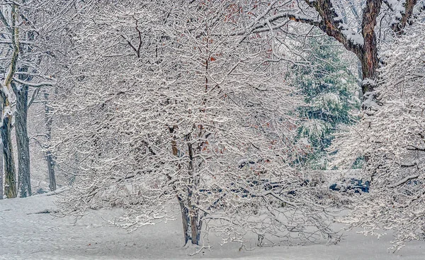 中央公园 纽约城市在冬天暴风雪以后 — 图库照片