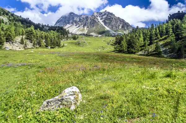 Frencg Alpes Suizos Verano —  Fotos de Stock