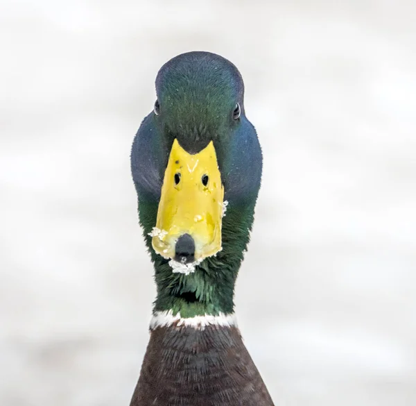 绿头鸭或野鸭 北京鸭 是钻水鸭 — 图库照片