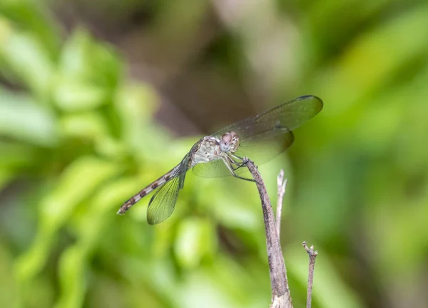 绿色的 Darner 或普通的绿色 Darner Anax Junius 在其相似的一个织补针 是一个品种的蜻蜓在家庭 Aeshnidae — 图库照片