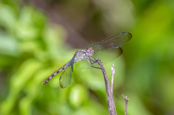 绿色的 Darner 或普通的绿色 Darner Anax Junius 在其相似的一个织补针 是一个品种的蜻蜓在家庭 Aeshnidae — 图库照片
