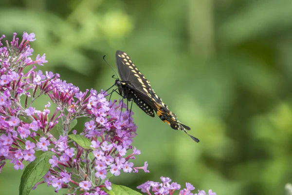 Swallowtail Motyle Rodziny Paziowatych — Zdjęcie stockowe