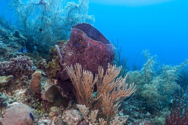 Carbiiean deniz dev varil sünger Coral reef