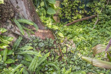 Kışın Güney Florida'daki tropik yağmur ormanı