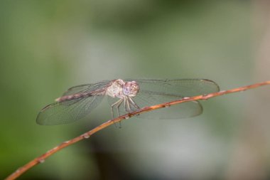 Yusufçuk, Odonata tarikatına ait bir böcektir.