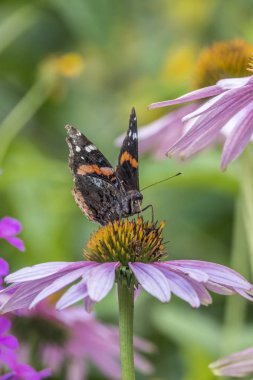 Vanessa atalanta, kırmızı Amiral veya daha önce kırmızı takdire şayan,, orta ölçekli kelebek