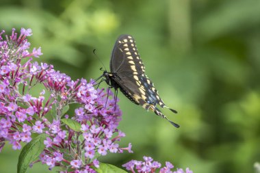 Papilio polyxenes, Doğu siyah swallowtail, Amerikan swallowtail veya yabani havuç swallowtail, çok Kuzey Amerika bulunan bir kelebek olduğunu.