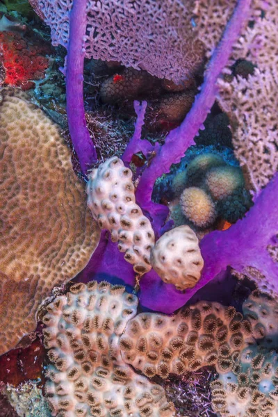 Korallenriff Karbiieschen Meer Großaufnahme Von Schwämmen — Stockfoto