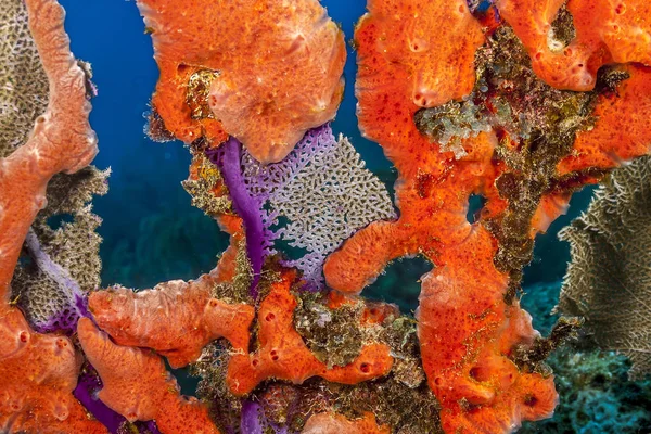 Recifes Coral Mar Carbiano Perto Esponjas — Fotografia de Stock