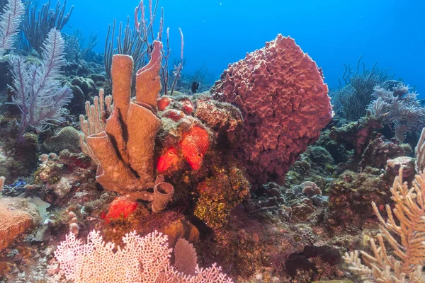 Korallenriff Karbiiesischen Meer Mit Riesigen Fassschwämmen — Stockfoto