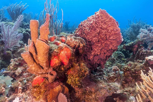 Carbiiean 海中的珊瑚礁与巨大的桶状海绵 — 图库照片