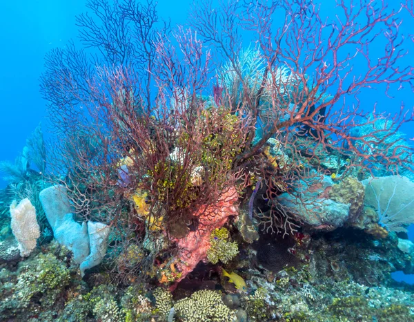 Coral reef in Carbiiean Sea with deep water gorgonians