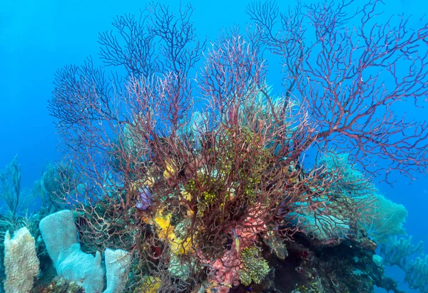 Coral Reef Carbiiean Zee Met Diep Water Gorgonen — Stockfoto