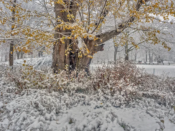 Central Park New York Lors Une Tempête Neige Tôt Matin — Photo
