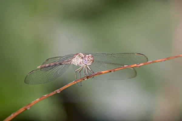 Vážka Hmyz Náležející Řádu Odonata Infrařád Anisoptera — Stock fotografie