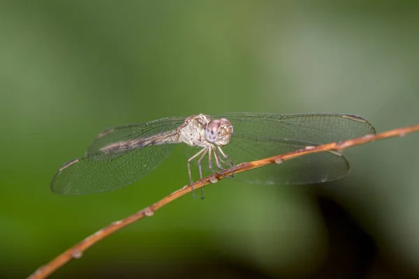 Vážka Hmyz Náležející Řádu Odonata Infrařád Anisoptera — Stock fotografie