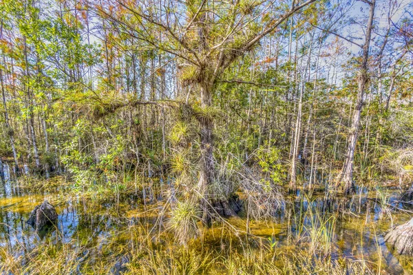 Everglades Nemzeti Park Januári Florida Tiszta Reggel — Stock Fotó