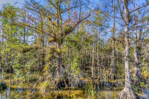 Národní Park Everglades Lednu Florida Jasné Ráno — Stock fotografie