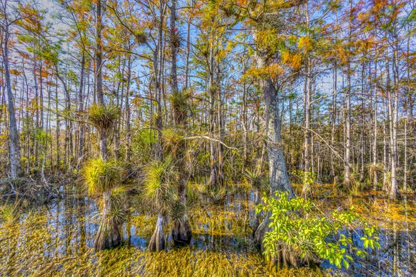 沼泽地国家公园在 佛罗里达在晴朗的早晨 — 图库照片