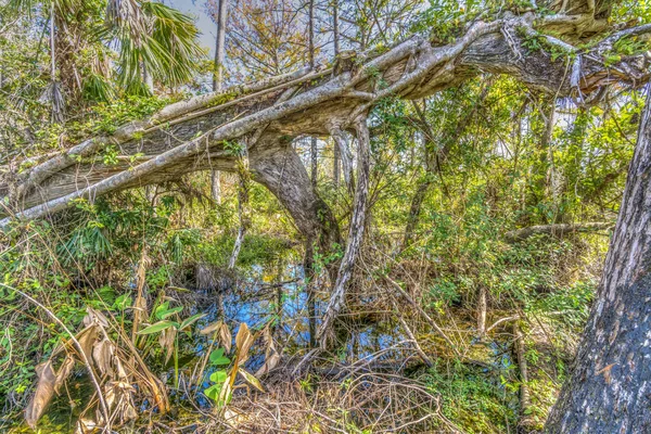 Národní Park Everglades Lednu Florida Jasné Ráno — Stock fotografie