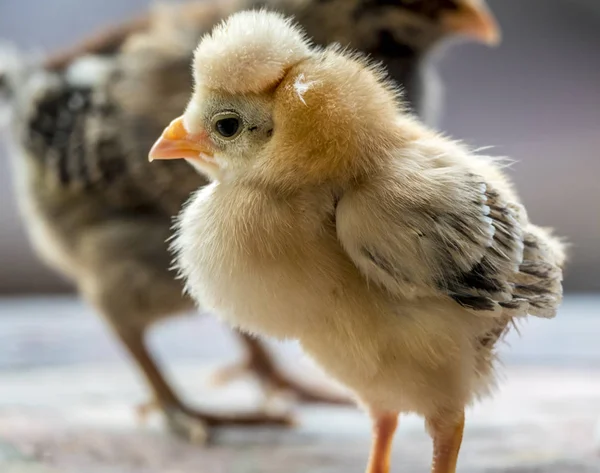 Gallina Gallus Gallus Domesticus Tipo Ave Domesticada Una Subespecie Jungla —  Fotos de Stock