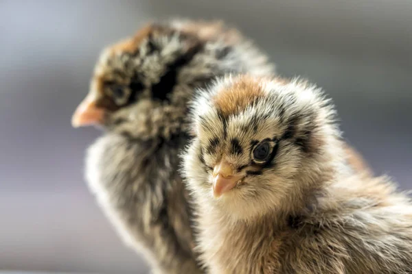 Kyckling Gallus Gallus Domesticus Typ Tamhönan Underart Den Röda Djungelhöna — Stockfoto