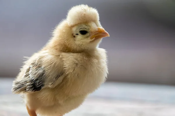 Kyckling Gallus Gallus Domesticus Typ Tamhönan Underart Den Röda Djungelhöna — Stockfoto