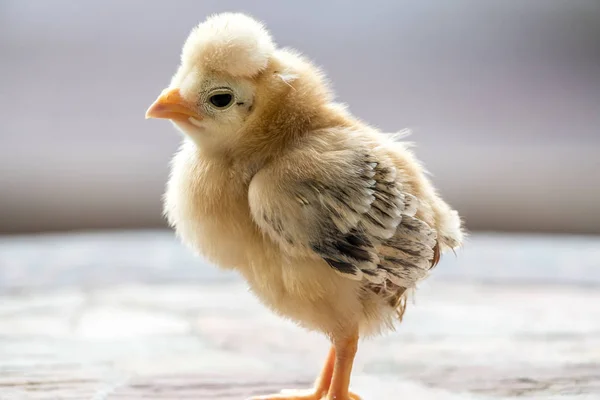 Kyckling Gallus Gallus Domesticus Typ Tamhönan Underart Den Röda Djungelhöna — Stockfoto