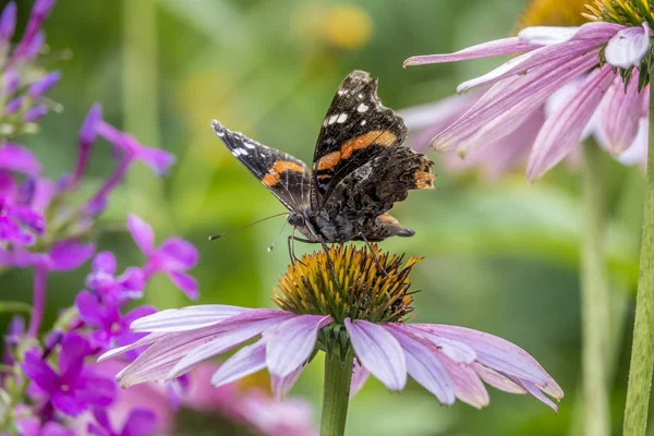 Vanessa Atalanta Amiralen Eller Tidigare Röda Beundransvärda Medelstora Fjärilen — Stockfoto