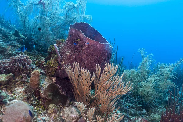 Coral Reef Carbiiean Zee Reus Vat Sponzen Stockfoto