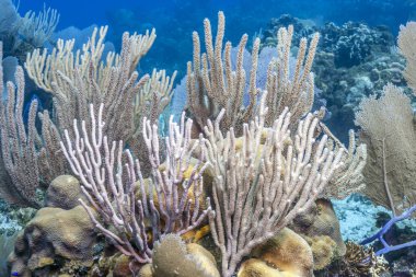 Mercan Carbiiean Denizi Roatan sahil Honduras kapalı