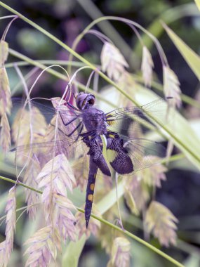  siyah saddlebags, Tramea lacerata familyasına ait bir kepçe yusufçuk Kuzey Americ bulundu