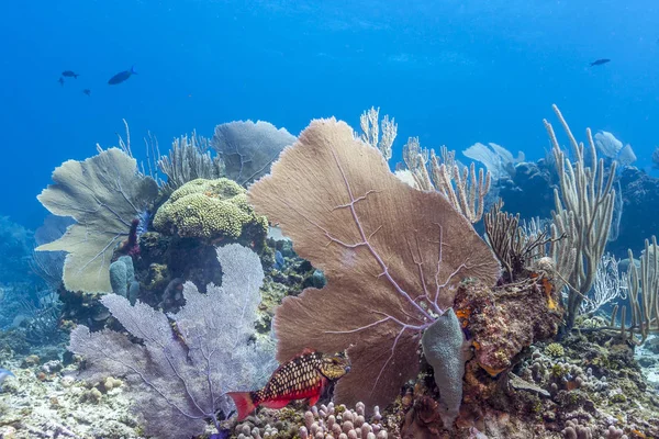 Recifes Coral Mar Carbiano Largo Costa Roatan Honduras — Fotografia de Stock