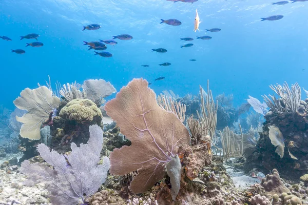 Korallrev Carbiiean Havet Utanför Kusten Roatan Honduras — Stockfoto