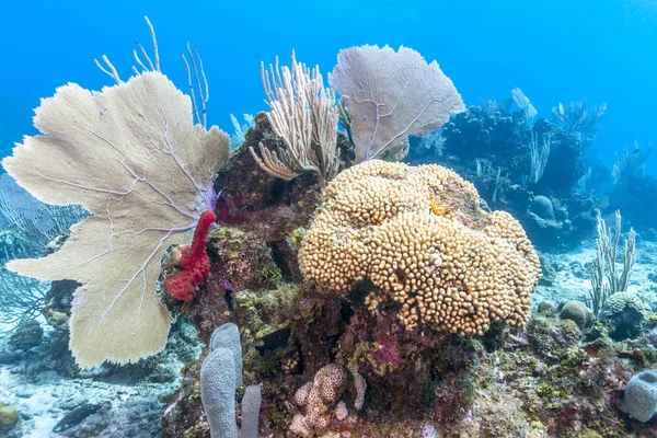 Arrecife Coral Mar Carbiano Frente Costa Roatán Honduras —  Fotos de Stock