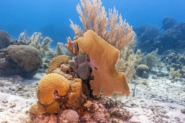 Recifes Coral Mar Carbiano Largo Costa Roatan Honduras — Fotografia de Stock