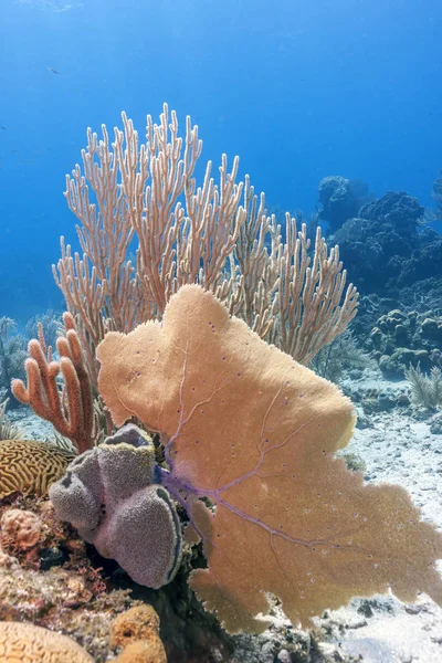 Récif Corallien Dans Mer Des Caraïbes Large Des Côtes Roatan — Photo