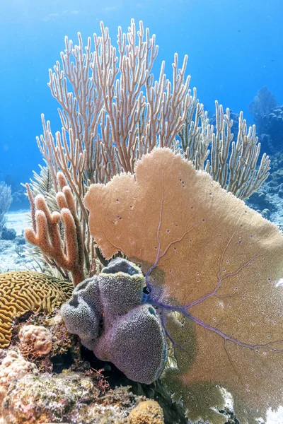 Rafa Koralowa Morzu Carbiiean Wybrzeży Roatan Honduras — Zdjęcie stockowe