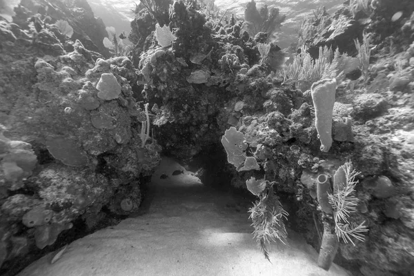 Arrecife Coral Mar Carbiano Frente Costa Roatán Honduras —  Fotos de Stock