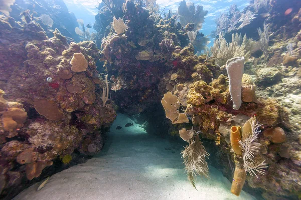 洪都拉斯罗阿坦岛海岸 Carbiiean 海域的珊瑚礁 — 图库照片