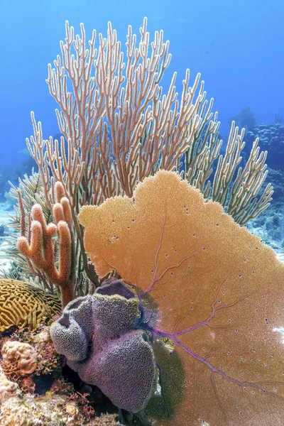 Recifes Coral Mar Carbiano Largo Costa Roatan Honduras — Fotografia de Stock