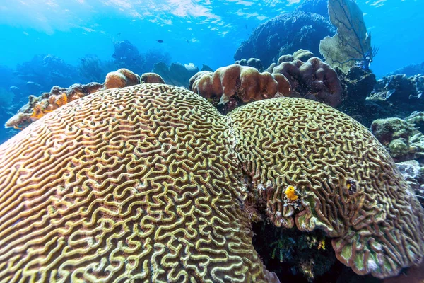 洪都拉斯罗阿坦岛海岸 Carbiiean 海域的珊瑚礁 — 图库照片
