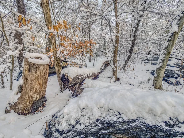 Foresta Nel Nord Est Degli Stati Uniti Dopo Tempesta Neve — Foto Stock