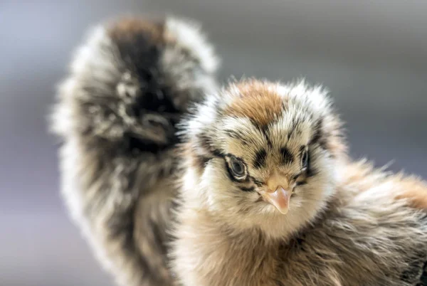 Kyckling Gallus Gallus Domesticus Typ Tamhönan Underart Den Röda Djungelhöna — Stockfoto