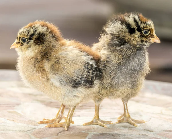 Kyckling Gallus Gallus Domesticus Typ Tamhönan Underart Den Röda Djungelhöna — Stockfoto