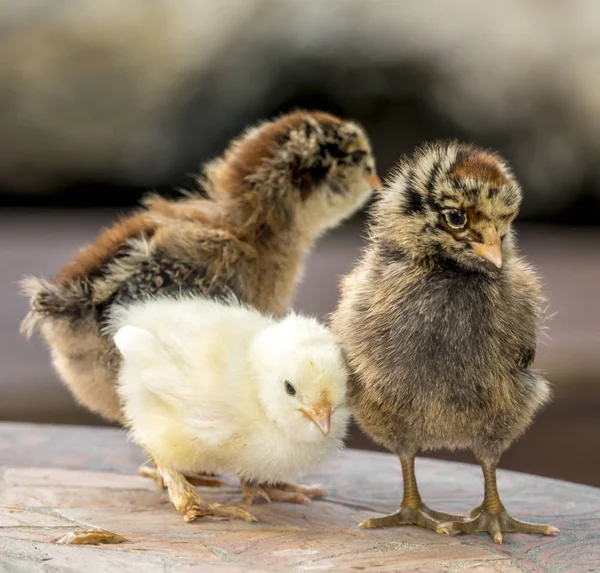 Kyckling Gallus Gallus Domesticus Typ Tamhönan Underart Den Röda Djungelhöna — Stockfoto