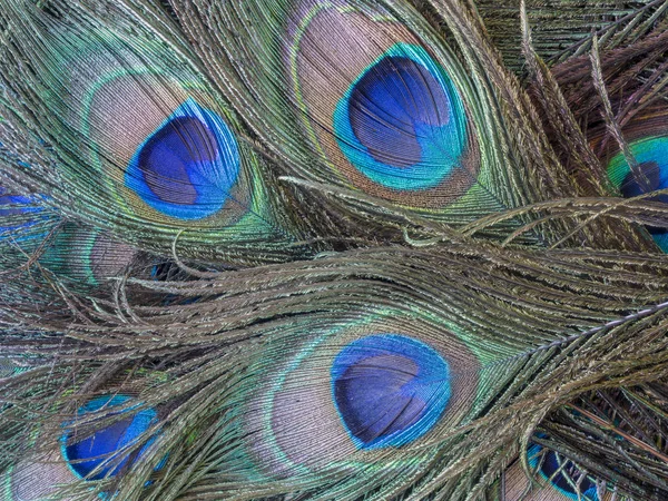 Peafowl Incluem Três Espécies Aves Dos Gêneros Pavo Afropavo Família — Fotografia de Stock